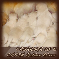   CASANDRA GF & CHAIN Golden Erinor 